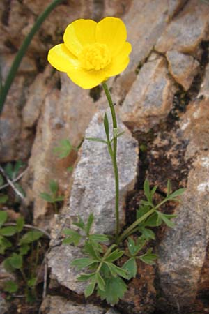Ranunculus paludosus \ Kerbel-Hahnenfu, Tmpel-Hahnenfu, Kreta Arhanes, Jouhtas 30.3.2015