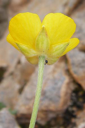 Ranunculus paludosus \ Kerbel-Hahnenfu, Tmpel-Hahnenfu, Kreta Arhanes, Jouhtas 30.3.2015