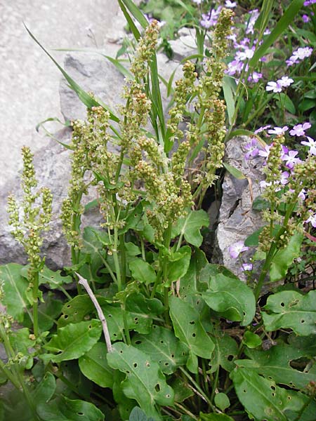 Rumex tuberosus subsp. creticus \ Kretischer Sauer-Ampfer, Kreta Kotsifou - Schlucht 2.4.2015