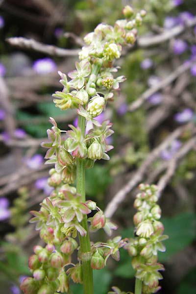 Rumex tuberosus subsp. creticus / Cretan Dock, Tuberous-Rooted Dock, Crete Kotsifou - Gorge 2.4.2015