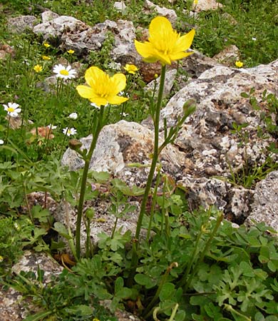 Ranunculus rumelicus \ Rumelischer Hahnenfu / Rumelian Buttercup, Kreta/Crete Aradena 4.4.2015