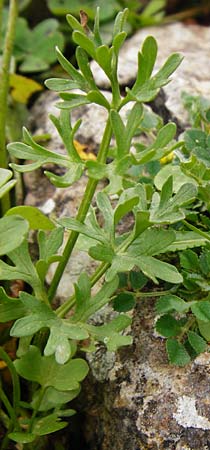 Ranunculus rumelicus \ Rumelischer Hahnenfu, Kreta Aradena 4.4.2015