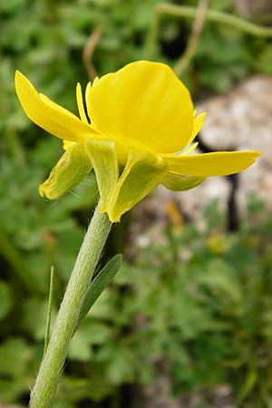 Ranunculus rumelicus \ Rumelischer Hahnenfu, Kreta Aradena 4.4.2015