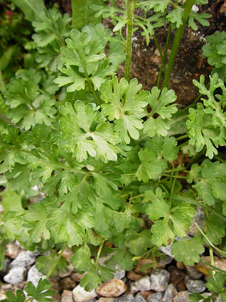 Ranunculus rumelicus \ Rumelischer Hahnenfu, Kreta Aradena 4.4.2015