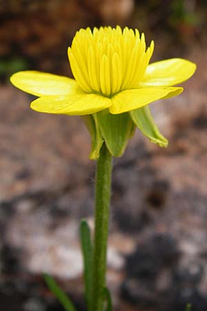 Ranunculus rumelicus \ Rumelischer Hahnenfu, Kreta Aradena 4.4.2015