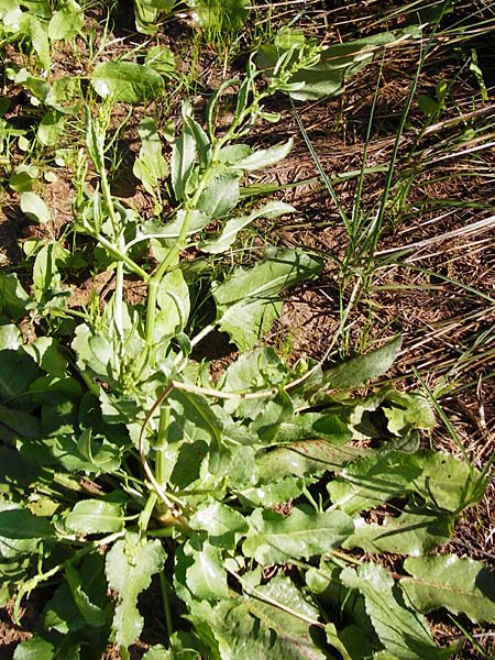 Rumex tuberosus subsp. creticus \ Kretischer Sauer-Ampfer, Kreta Itanos 9.4.2015