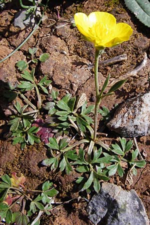 Ranunculus paludosus \ Kerbel-Hahnenfu, Tmpel-Hahnenfu, Kreta Arhanes, Jouhtas 30.3.2015