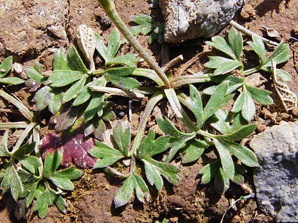 Ranunculus paludosus \ Kerbel-Hahnenfu, Tmpel-Hahnenfu / Fan-Leaved Buttercup, Jersey Buttercup, Kreta/Crete Arhanes, Jouhtas 30.3.2015