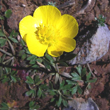 Ranunculus paludosus \ Kerbel-Hahnenfu, Tmpel-Hahnenfu, Kreta Arhanes, Jouhtas 30.3.2015