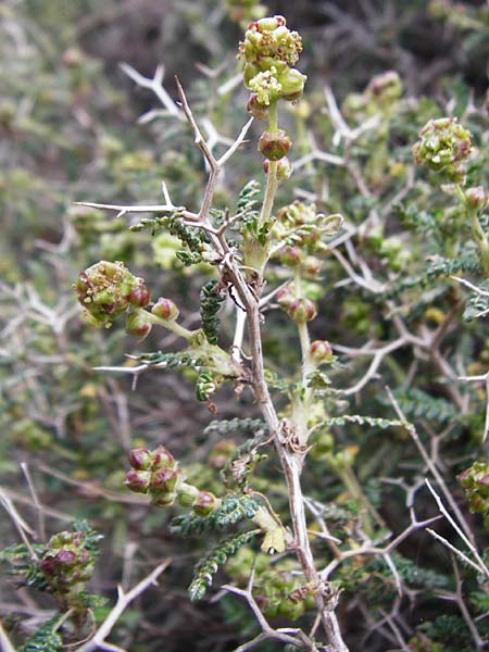 Sarcopoterium spinosum \ Dornige Bibernelle, Dornige Becherblume / Thorny Burnet, Kreta/Crete Arhanes, Jouhtas 30.3.2015