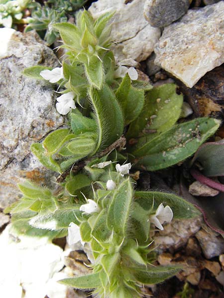 Sideritis curvidens \ Gliedkraut / Ironwort, Kreta/Crete Vai 9.4.2015