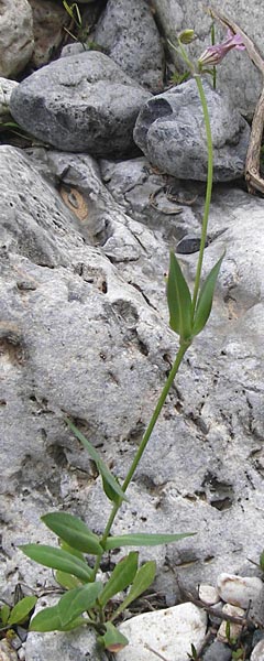 Silene behen \ Haarloses Leimkraut, Kreta Aradena - Schlucht 4.4.2015