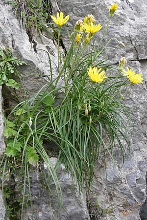 Scorzonera cretica \ Kretische Schwarzwurzel, Kreta Preveli Strand 3.4.2015