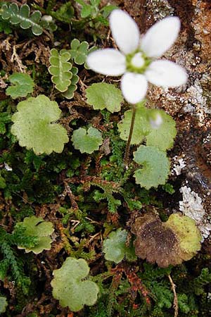 Saxifraga rotundifolia \ Rundblttriger Steinbrech / Round-Leaved Saxifrage, Kreta/Crete Aradena - Schlucht / Gorge 4.4.2015