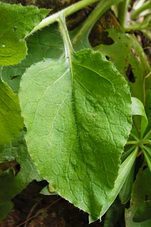 Symphytum creticum \ Kreta-Beinwell, Kreta Aradena - Schlucht 4.4.2015