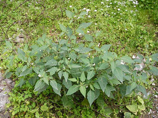 Solanum chenopodioides \ Gnsefublttriger Nachtschatten, Zierlicher Nachtschatten / Whitetip Nightshade, Goosefoot Nightshade, Kreta/Crete Aradena - Schlucht / Gorge 4.4.2015