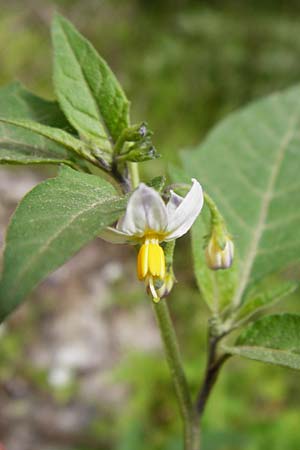 Solanum chenopodioides \ Gnsefublttriger Nachtschatten, Zierlicher Nachtschatten / Whitetip Nightshade, Goosefoot Nightshade, Kreta/Crete Aradena - Schlucht / Gorge 4.4.2015