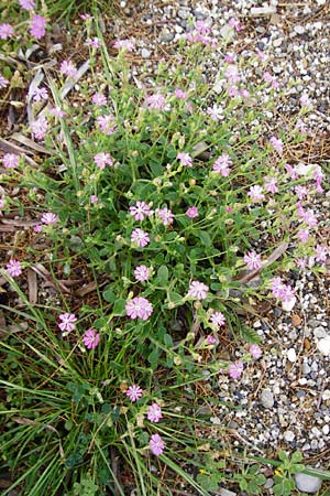 Silene colorata \ Farbiges Leimkraut / Mediterranean Catchfly, Kreta/Crete Plakias Strand/Beach 6.4.2015