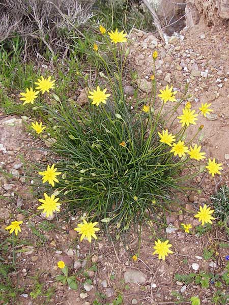 Scorzonera cretica \ Kretische Schwarzwurzel / Cretan Viper's Grass, Kreta/Crete Zakros - Schlucht / Gorge 8.4.2015