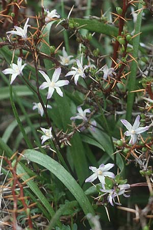 Scilla nana subsp. albescens \ Weiliche Sternhyazinthe, Kreta Ideon Andron 11.4.1990