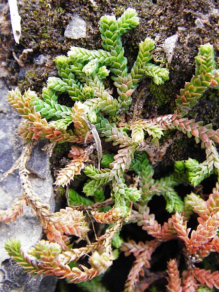 Selaginella denticulata \ Gezhnter Moosfarn / Tooth-Leaved Clubmoss, Kreta/Crete Arhanes, Jouhtas 30.3.2015