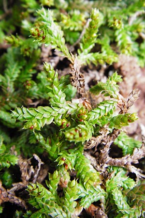 Selaginella denticulata \ Gezhnter Moosfarn, Kreta Zakros - Schlucht 8.4.2015