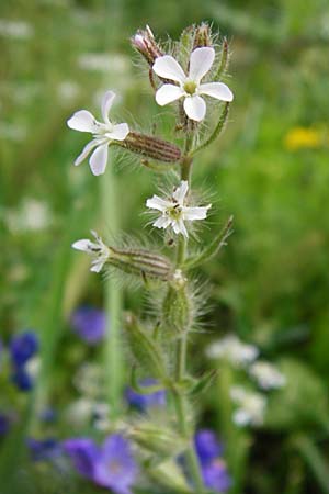 Silene gallica \ Franzsisches Leimkraut / Windmill Pink, Small-flowered Catchfly, Kreta/Crete Preveli 3.4.2015