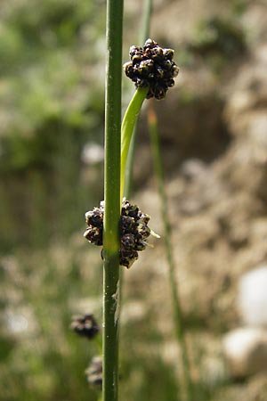 Scirpoides holoschoenus / Round-Headed Club-Rush, Crete Preveli 3.4.2015