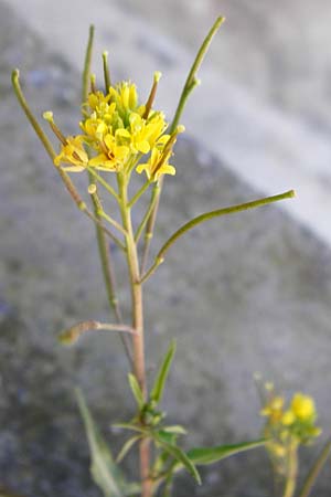 Sisymbrium irio \ Glanz-Rauke / London Rocket, Kreta/Crete Arhanes 1.4.2015