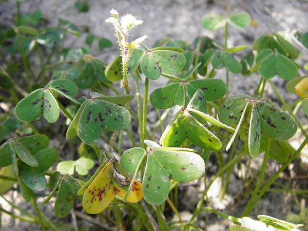 Oxalis pes-caprae \ Nickender Sauerklee / Bermuda Buttercup, Kreta/Crete Knossos 1.4.2015