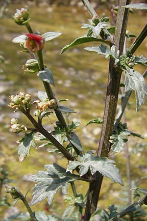 Scrophularia lucida \ Glnzende Braunwurz, Kreta Knossos 30.3.2015