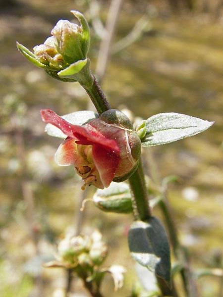 Scrophularia lucida \ Glnzende Braunwurz / Shining-Leaved Figwort, Kreta/Crete Knossos 30.3.2015