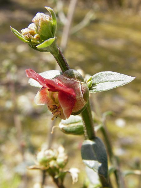 Scrophularia lucida \ Glnzende Braunwurz, Kreta Knossos 30.3.2015