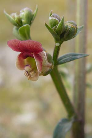 Scrophularia lucida \ Glnzende Braunwurz / Shining-Leaved Figwort, Kreta/Crete Knossos 30.3.2015