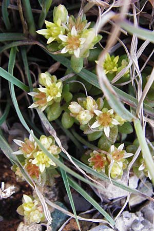 Sedum litoreum \ Strand-Mauerpfeffer / Coastal Stonecrop, Kreta/Crete Moni Kapsa 10.4.2015