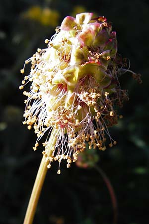 Sanguisorba minor \ Kleiner Wiesenknopf, Kreta Agios Vasilios 1.4.2015