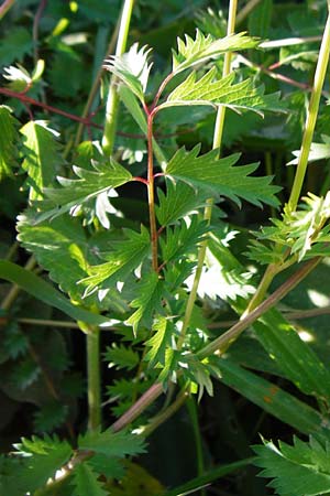 Sanguisorba minor \ Kleiner Wiesenknopf / Salad Burnet, Kreta/Crete Agios Vasilios 1.4.2015