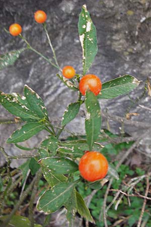 Solanum pseudocapsicum \ Korallen-Bumchen, Korallen-Kirsche / Jerusalem Cherry, Winter Cherry, Kreta/Crete Anogia 2.4.2015