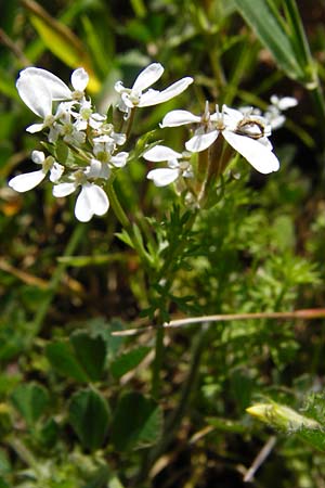 Scandix pecten-veneris \ Echter Venuskamm / Shepherd's Needle, Kreta/Crete Arhanes, Jouhtas 30.3.2015