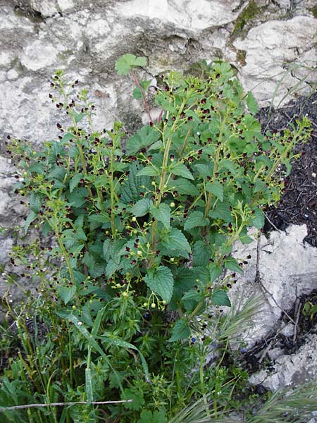 Scrophularia peregrina \ Mittelmeer-Braunwurz, Nesselblttrige Braunwurz / Mediterranean Figwort, Kreta/Crete Choudetsi 1.4.2015