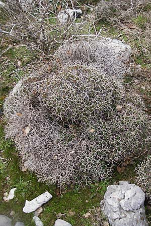 Euphorbia acanthothamnos \ Dornbusch-Wolfsmilch / Greek Spiny Spurge, Kreta/Crete Ideon Andron 2.4.2015