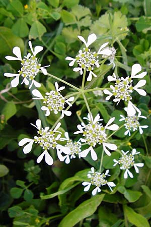 Tordylium apulum / Mediterranean Hartwort, Crete Monastiraki near Asomatos School 6.4.2015