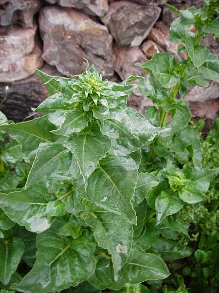 Spinacia oleracea \ Spinat / Spinach, Kreta/Crete Kato Zakros 8.4.2015