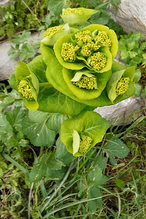 Smyrnium rotundifolium \ Rundblttrige Gelbdolde / Round-Leaved Alexanders, Kreta/Crete Spili 5.4.2015