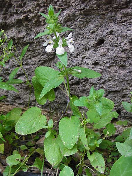 Stachys spinulosa \ Drnchen-Ziest / Spiny Woundwort, Kreta/Crete Aradena - Schlucht / Gorge 4.4.2015