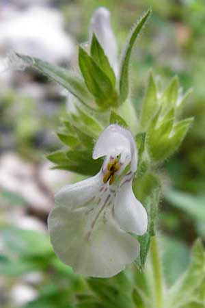 Stachys spinulosa \ Drnchen-Ziest / Spiny Woundwort, Kreta/Crete Aradena - Schlucht / Gorge 4.4.2015