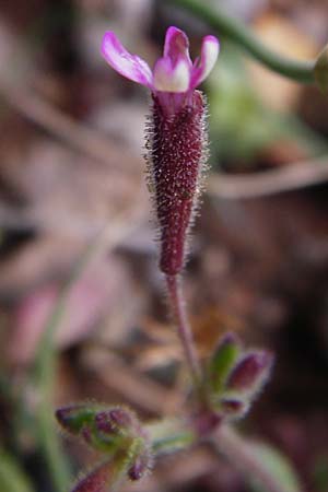 Silene sedoides \ Mauerpfeffer-Leimkraut / Hairy Catchfly, Kreta/Crete Moni Kapsa 10.4.2015