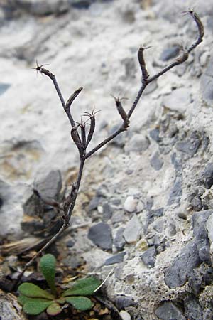 Silene sedoides \ Mauerpfeffer-Leimkraut, Kreta Moni Kapsa 10.4.2015