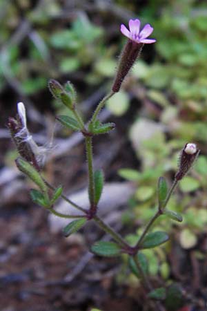 Silene sedoides \ Mauerpfeffer-Leimkraut / Hairy Catchfly, Kreta/Crete Moni Kapsa 10.4.2015