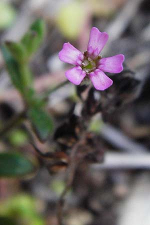 Silene sedoides \ Mauerpfeffer-Leimkraut / Hairy Catchfly, Kreta/Crete Moni Kapsa 10.4.2015